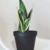 Snake Plant Laurentii